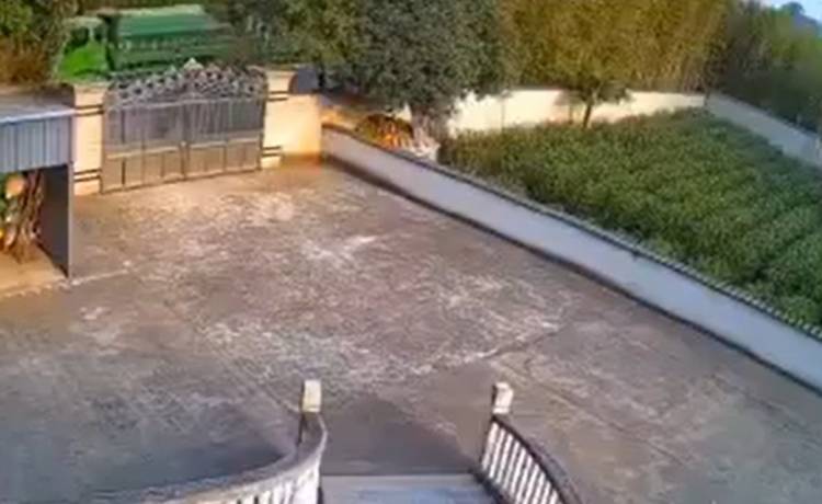 Wysoka brama kontra biegnący dzik. Z ogrodzenia niewiele zostało... "Dzikie wejście" [WIDEO]