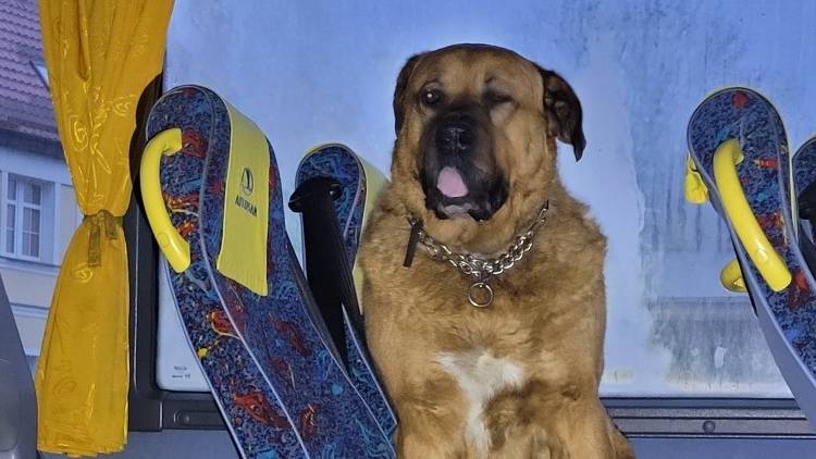 Pies wsiadł do autobusu i nie chciał wyjść. Zajął jedno z miejsc [FOTO]         