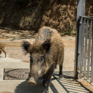 Miasto ma problem z dzikami. Zwierzęta wchodzą do niego regularnie 