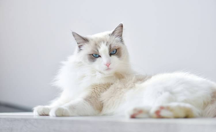 Kot doprowadził do wypadku na S5. Futrzasty zbieg jest poszukiwany. Co z kierowcą?