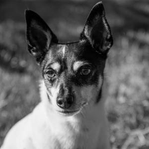 Odszedł najstarszy pies na świecie. Pebbles była rekordzistką Guinnessa