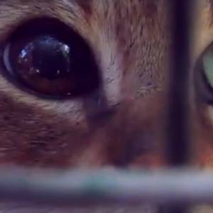 Niesamowite odkrycie na Korsyce! "Koto-lis" istnieje [WIDEO]