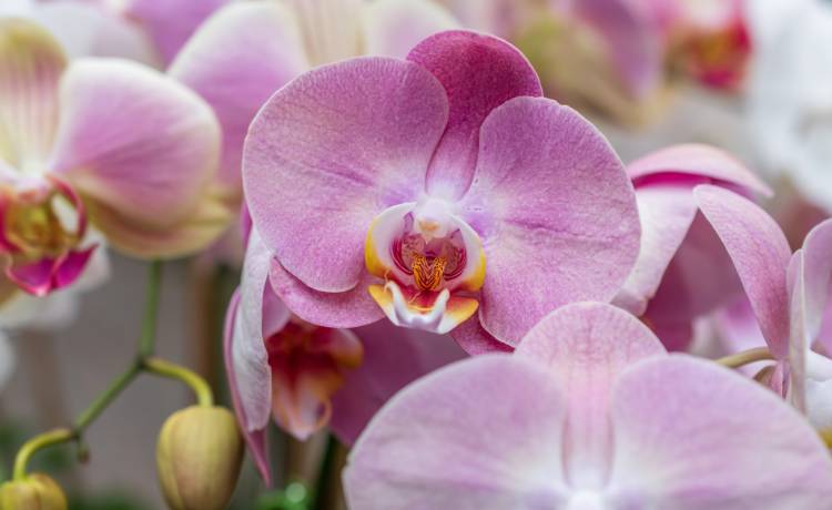 Fot. Shutterstock/Liv_Lens_Photography