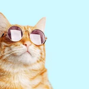 Jak się czuje Mruczek? Nowa aplikacja już zna odpowiedź