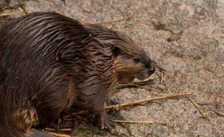 Bóbr w tarapatach! Zwierzak nie zmieścił się w okienku... [FOTO]