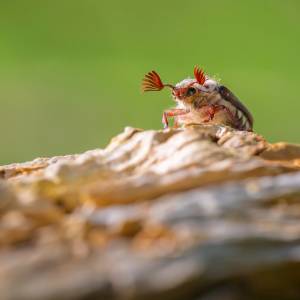 Zwierzę z memów. Chrabąszcz majowy jest już aktywny 
