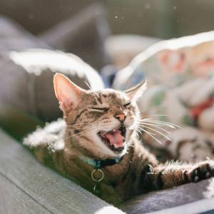 Kot nie chce spać i budzi cię w środku nocy? Powody mogą być różne