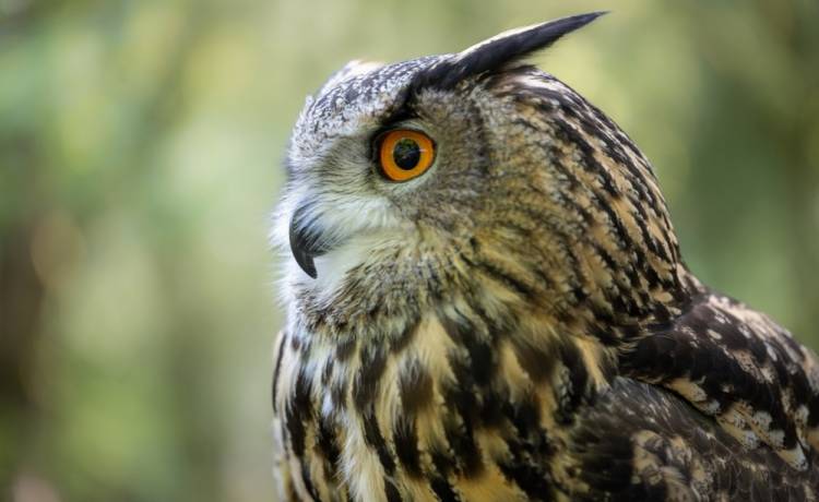 Nowojorska sowa uciekła z zoo. Teraz podgląda mieszkańców