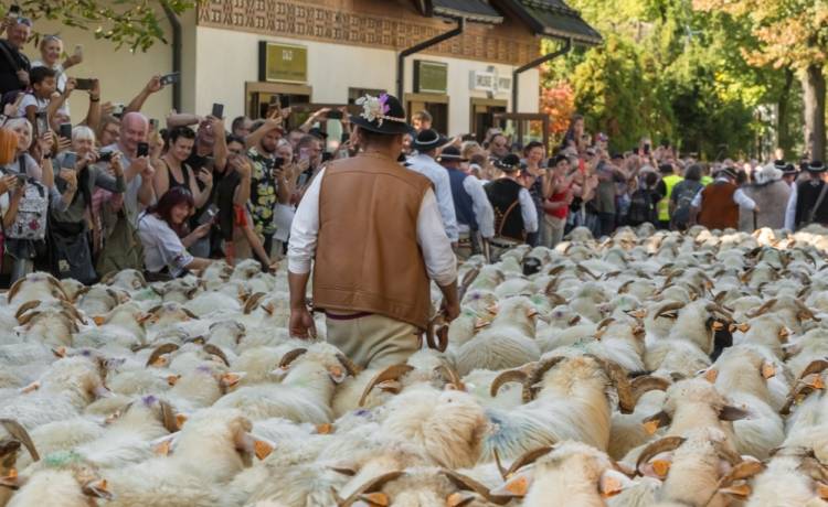 Gdzie można zobaczyć redyk w 2025 roku?, fot. Shutterstock