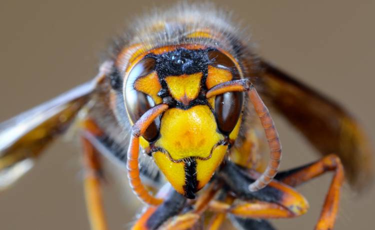 Szerszeń azjatycki zbliża się do Polski. Stanowi śmiertelne zagrożenie?