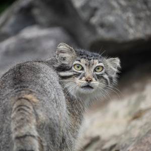 Mania z Poznania zdyskwalifikowana w konkursie na najpiękniejszego manula! Internauci oburzeni