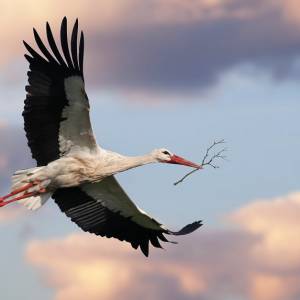 Bocian na dachach samochodów. Zamiast polecieć do ciepłych krajów, został na parkingu pod Krakowem [FOTO]