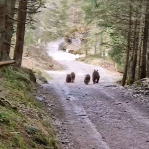 Niedźwiedzie na szlaku w Dolinie Kościeliskiej! "Jeszcze szybciej bym spitalała niż te misie" [WIDEO]