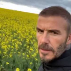David Beckham rozradowany w rzepaku... Musicie to zobaczyć!