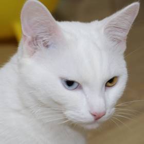 Dlaczego kota nie powinno się głaskać po brzuchu? Wyjaśniamy!