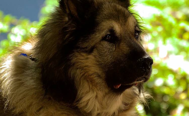 "Najwierniejszy pies na świecie" nie żyje. 12 lat czekał na właściciela [FOTO]