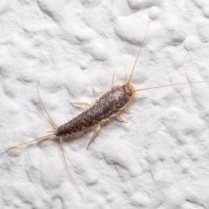 Ten owad jest niemal w każdej łazience. Czy rybik cukrowy powinien nas niepokoić?