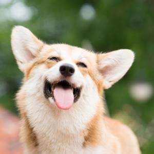 4 zachowania psa świadczące o tym, że cię uwielbia