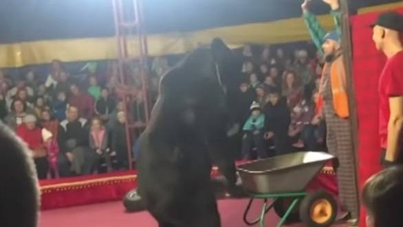 Atak niedźwiedzia podczas cyrkowego pokazu. Drastyczne nagranie trafiło do sieci [18+]