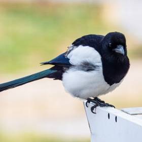 Nazywana jest „elegancką złodziejką” i „miejskim rozbójnikiem”. Co zwiastuje sroka?
