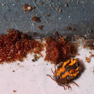 Nie dajcie się nabrać. Sieć znów okrąża popularny fake news o kleszczach 