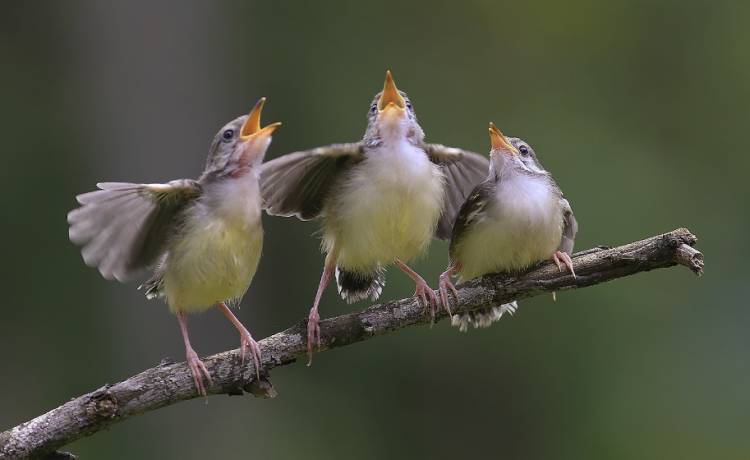 Piosenka stworzona z ptasich śpiewów na brytyjskiej liście najpopularniejszych singli! Posłuchaj "Let Nature Sing"