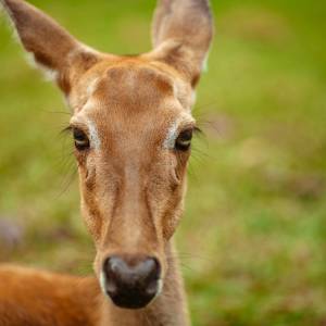 Zatrzymał autobus i udzielił pomocy małej sarence. Poruszająca historia wzrusza do łez!