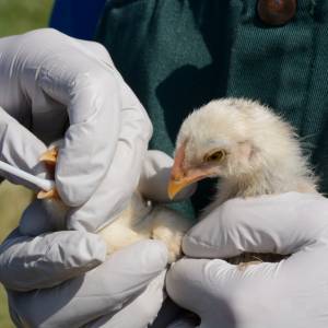 Choroba zebrała już wielotysięczne żniwo... "Doświadczamy najgorszej epidemii ptasiej grypy w historii"