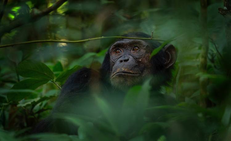 Martin Prochazkacz/Shutterstock