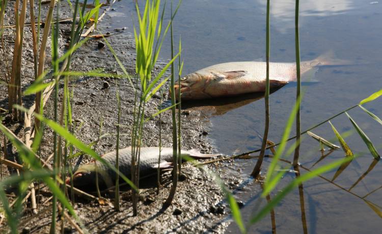 Toksyczna substancja w Odrze? Rzecznik GIOŚ zabrał głos