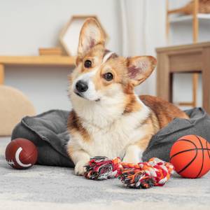 Twój pies „kopie” w posłaniu? To znaczy dużo więcej, niż myślisz 