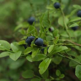 Zapomnij o suplementach! Oto najprostszy sposób na zdrowe jelita z polskiego lasu