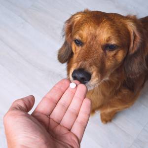 Jakie leki przeciwbólowe dla ludzi można podać psu? Weterynarka rozwiewa wątpliwości