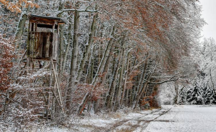 Niedźwiedzie ruszyły na ambonę myśliwską! Zdjęcie robi furorę w sieci: "Dzień Dobry. Może chce Pan zainstalować fotowoltaikę?"