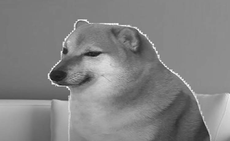 "Cheems" nie żyje. Pies znany z memów odszedł po ciężkiej chorobie