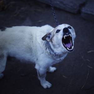 Atak agresywnego psa - co robić? 6 zasad, o których warto pamiętać