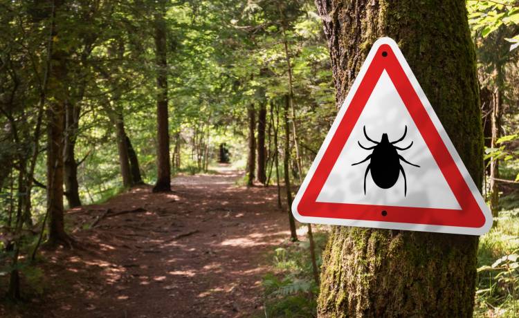 Unikaj tych zachowań, a być może unikniesz kleszczy