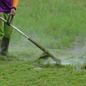 Ostatnie koszenie trawy – sprawdź, czego nie robić, by nie stracić pięknego trawnika na wiosnę