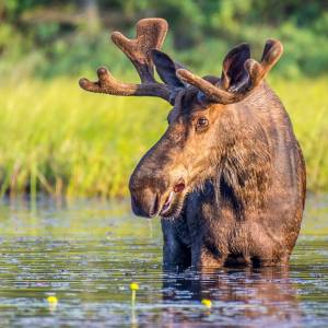 Co robić, gdy spotkamy łosia? Nie boją się niczego?