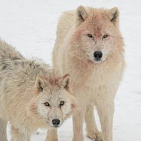 Wilki polarne w Polsce! Niezwykłą watahę możesz zobaczyć w Łącznej
