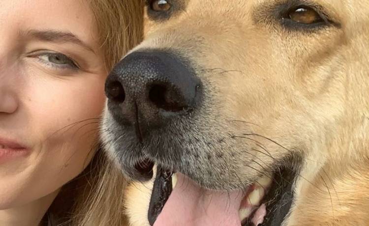 Pies zmasakrował aktorce twarz. Koszmar gwiazdy "Pierwszej miłości"