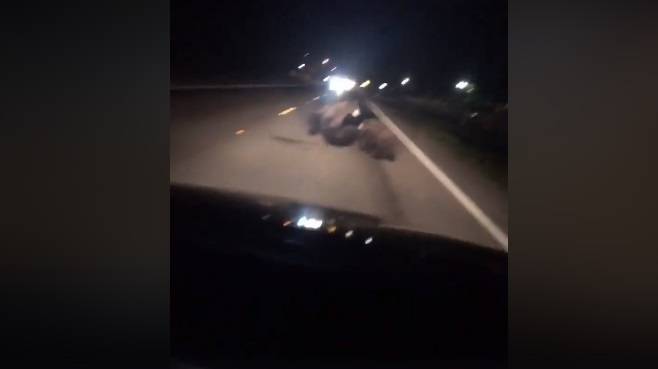 Niedźwiedzie ratują rannego malucha na środku jezdni. Poruszający film opublikowano w sieci [WIDEO]