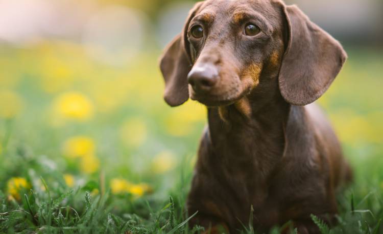 Włamał się do domu milionera. Ukradł mu tylko psa [WIDEO]                          