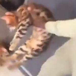 Znany piłkarz znęcał się nad kotem. W tle było słychać śmiech [WIDEO +18]