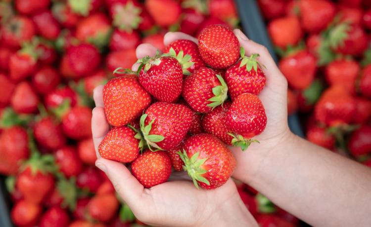 Truskawki - kto nie powinien ich jeść? Te osoby muszą uważać