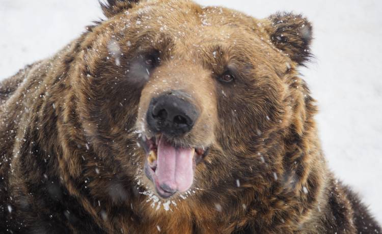 Wyluzowany niedźwiedź pałaszuje zboże razem z jeleniami. Materiał z fotopułapki to hit! [WIDEO]