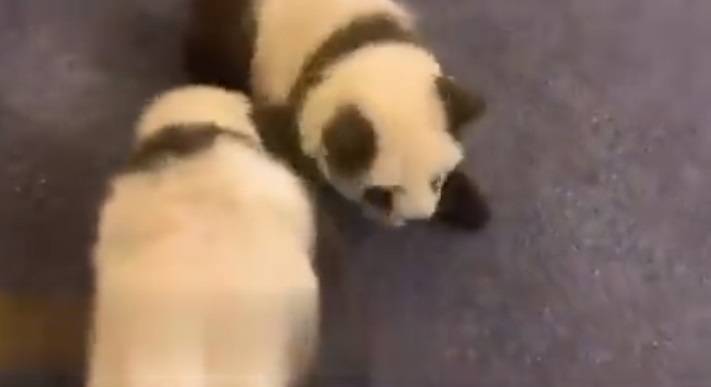 Farbowali psy, by wyglądały jak pandy. Internauci oburzeni