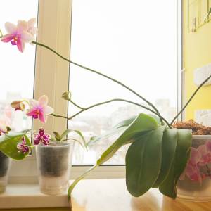 Jesienią dbaj w ten sposób o storczyki. Będą miały piękne kwiaty!