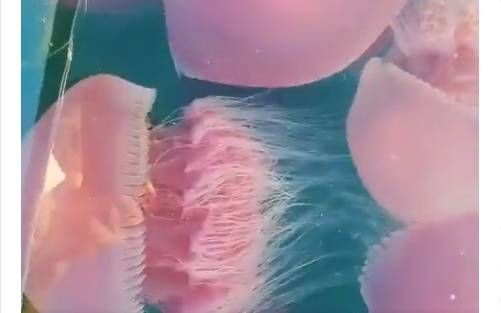 Niezwykłe odkrycie na filipińskim wybrzeżu. Pojawiły się tam tysiące różowych meduz!