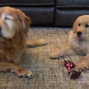 4-miesięczny Golden stał się "oczami" niewidomego psa. Są nierozłączni! [WIDEO]                    